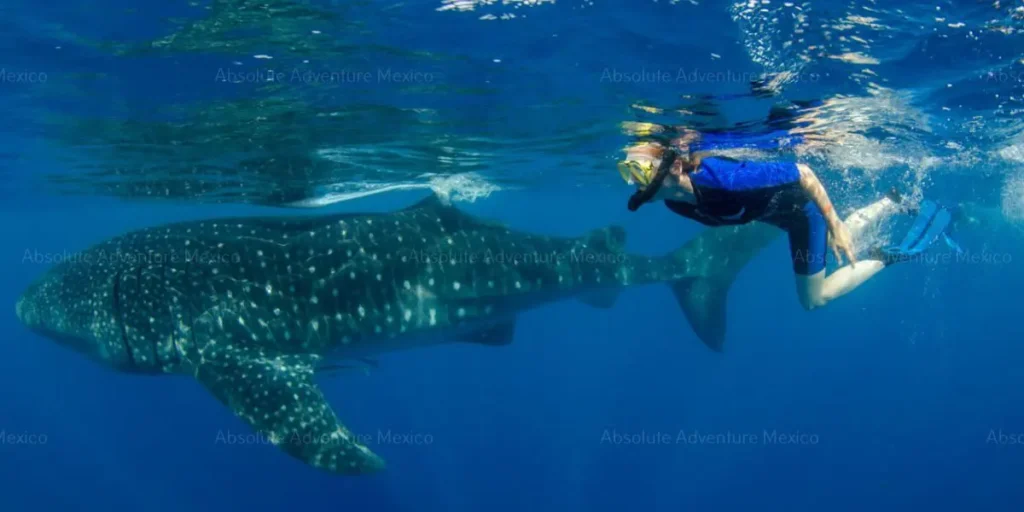 nature tour whale shark snorkeling