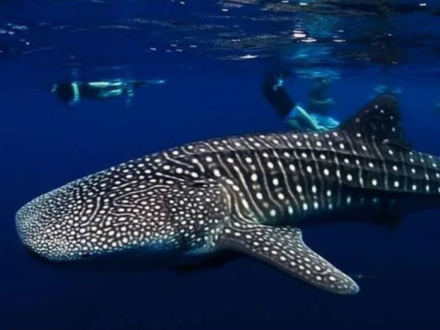 photography whale shark encounter