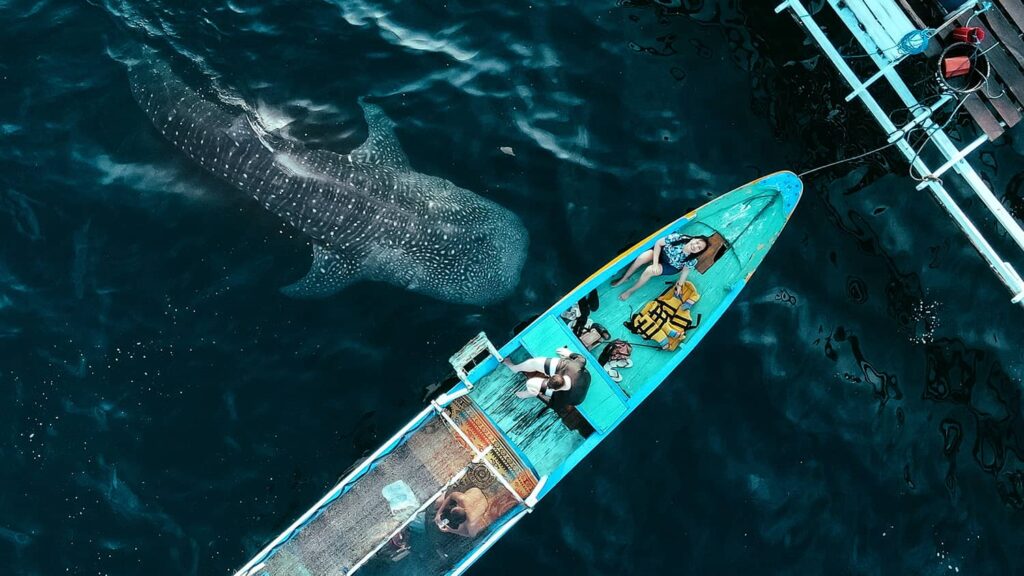 safari tour whale shark tours Indonesia