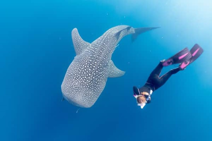 shallow water whale shark expedition