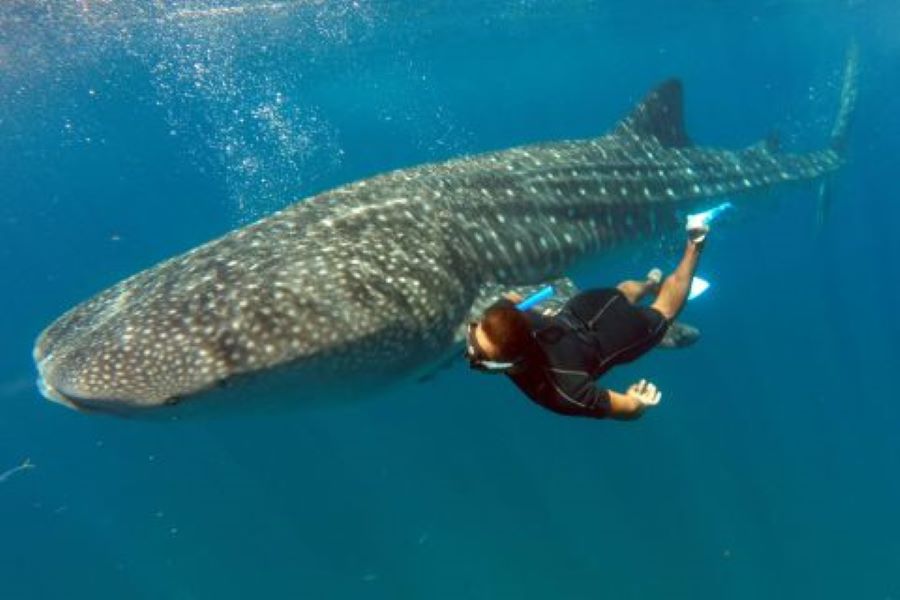 shallow water whale shark expedition