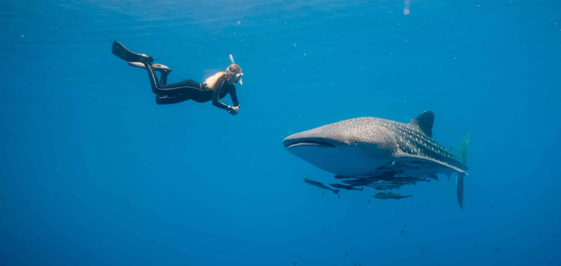 shallow water whale shark expedition