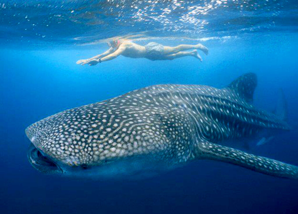 unguided whale shark diving