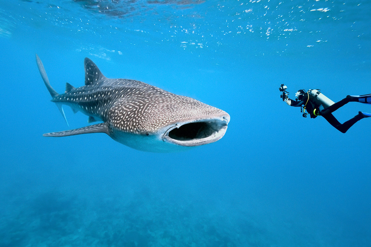 unguided whale shark diving