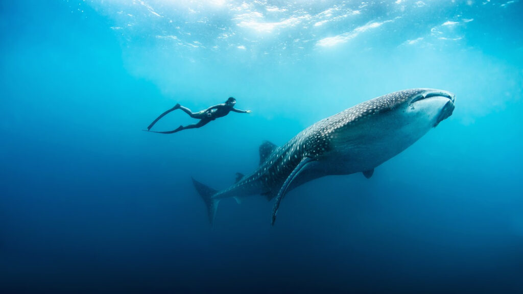 whale shark day tour