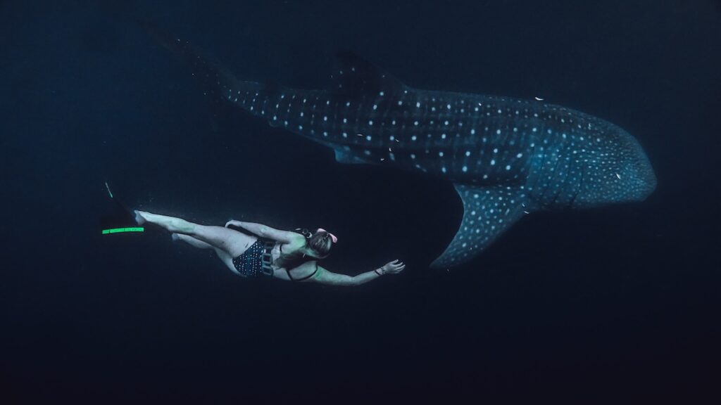 whale shark day tour