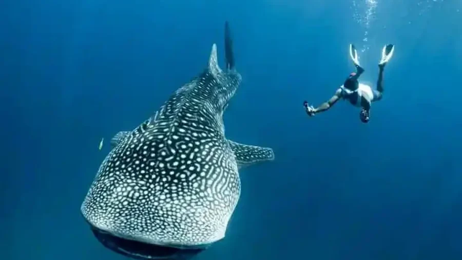 whale shark day tour