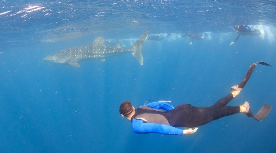 whale shark encounter half day