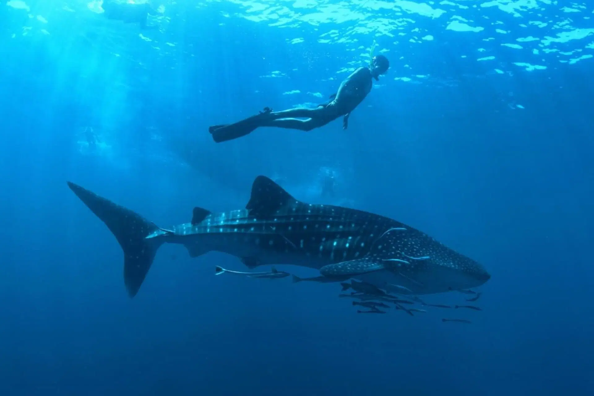 whale shark encounter half day