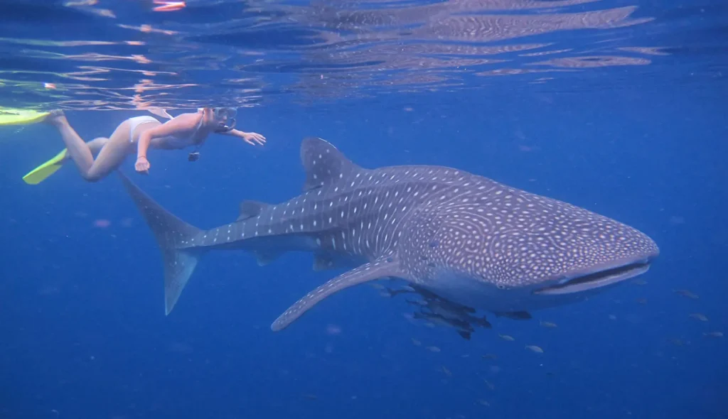 whale shark encounter safari tour