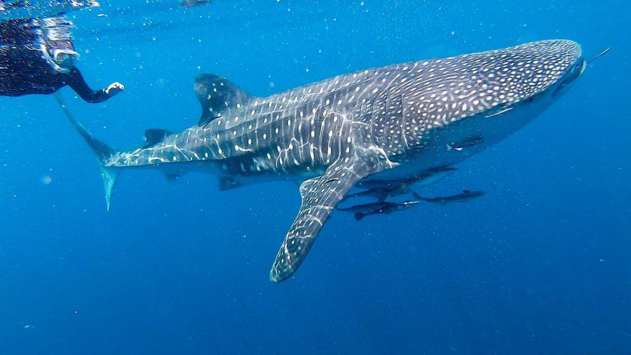 whale shark encounter safari tour