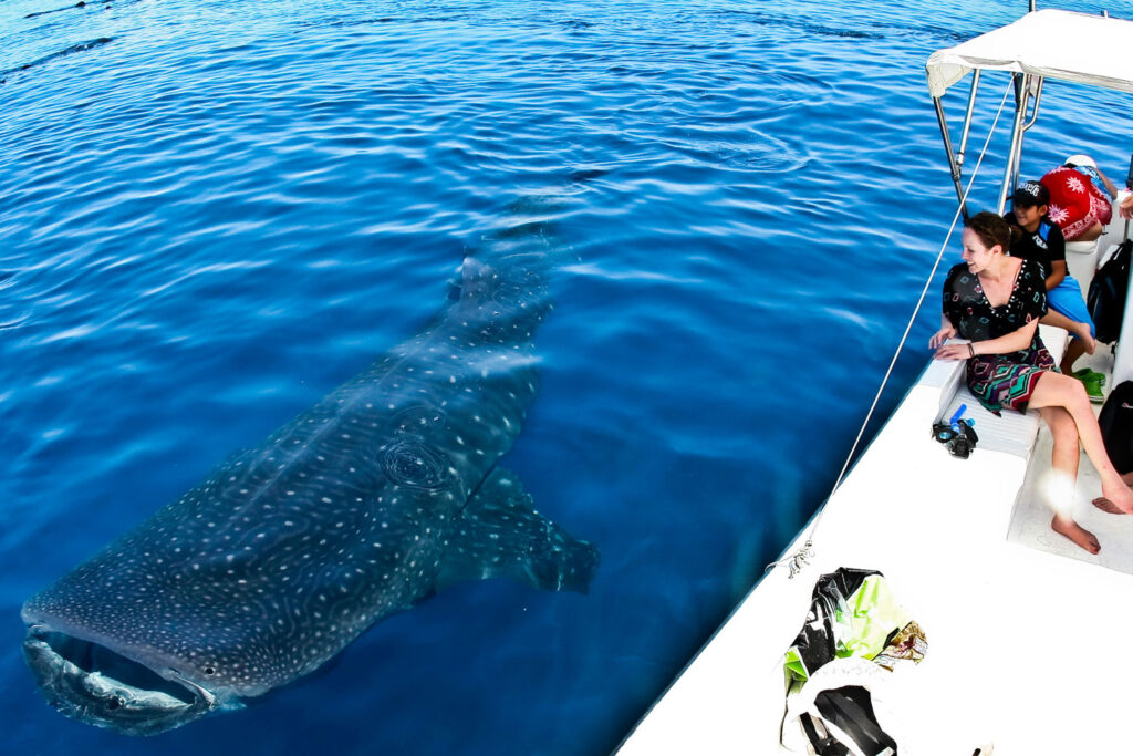 whale shark excursion luxury