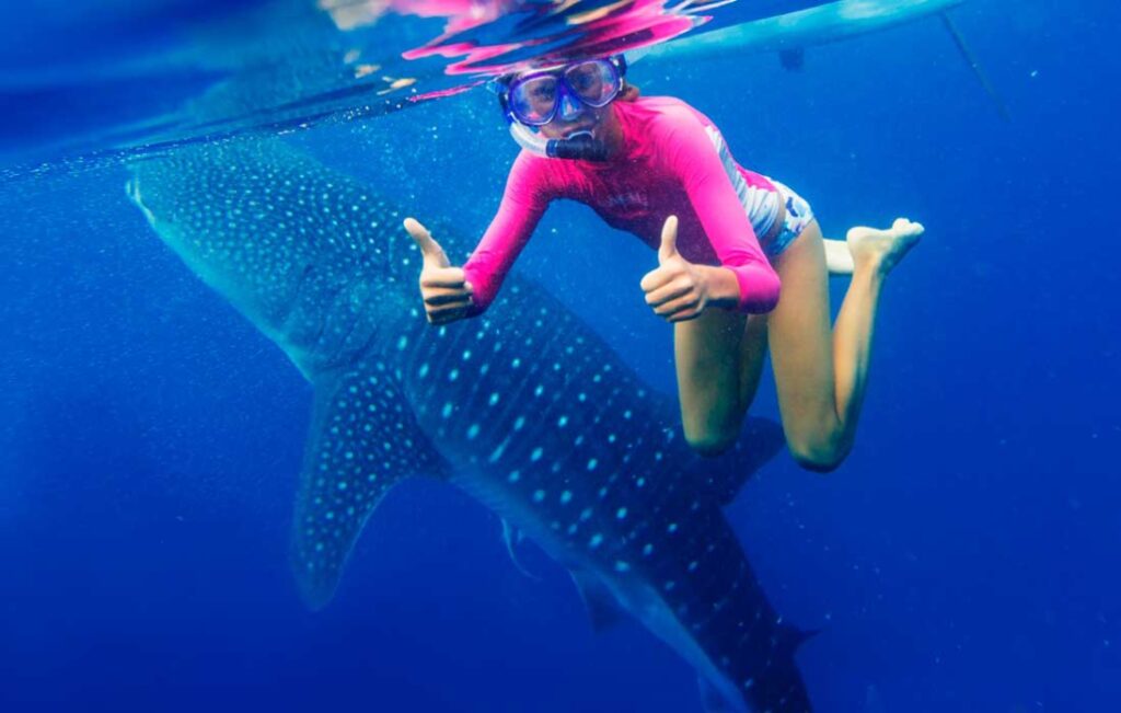 whale shark excursion luxury