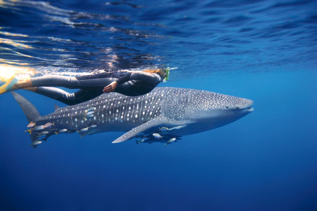 whale shark excursion luxury