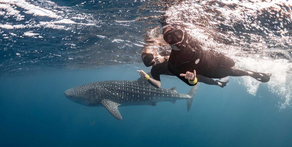 whale shark experience nature tour