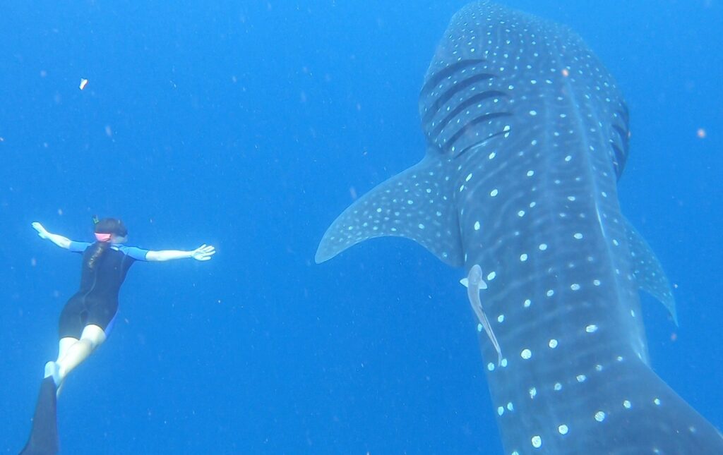 whale shark experience nature tour