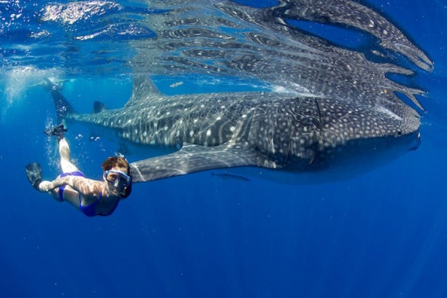 whale shark experience nature tour