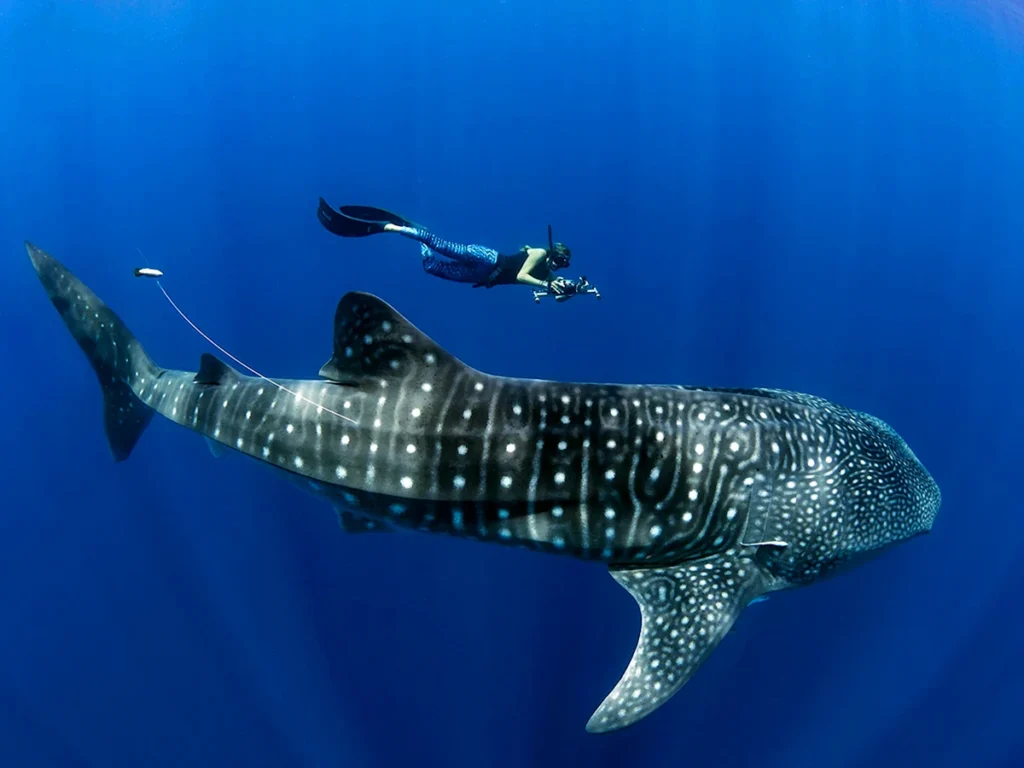 whale shark photo tour