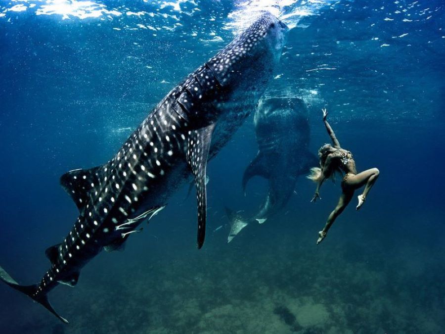 whale shark photo tour