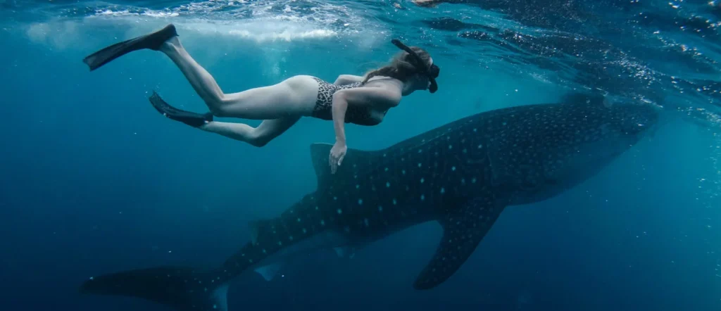 whale shark photo tour