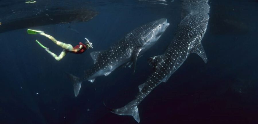 whale shark safari Sumbawa