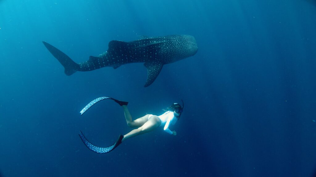 whale shark safari Sumbawa