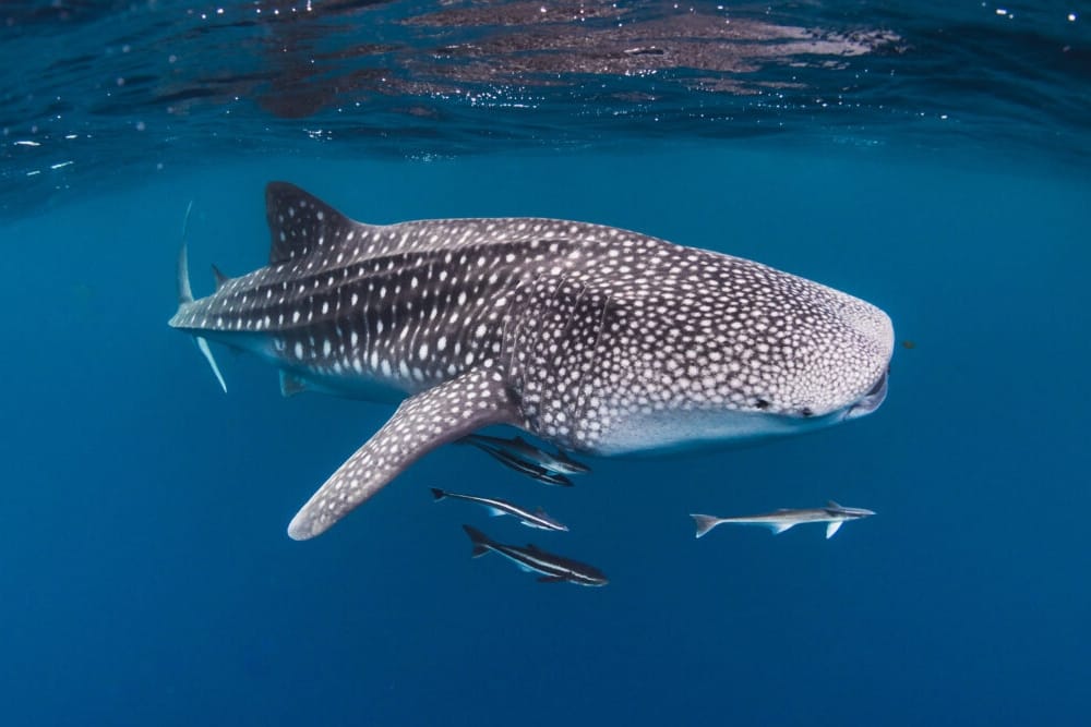 whale shark safari Sumbawa