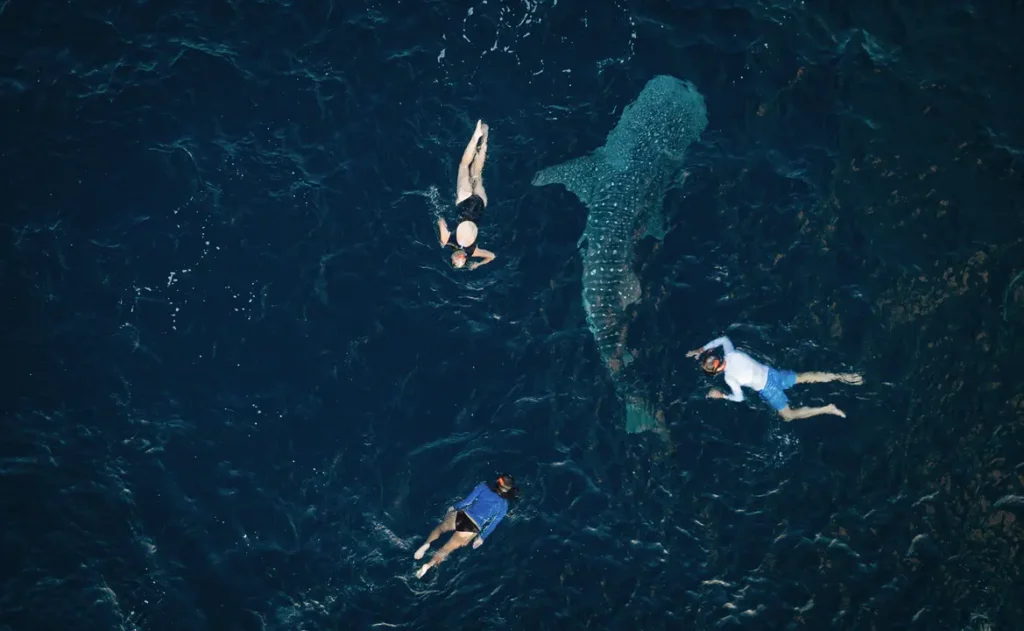 whale shark snorkeling Indonesia safari tour