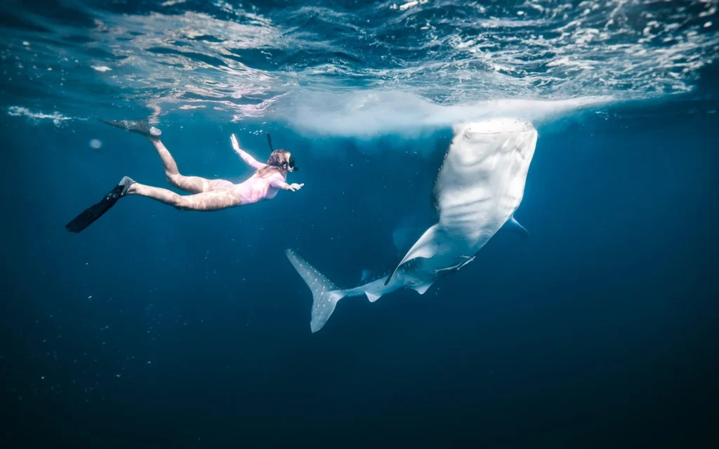 whale shark snorkeling Indonesia safari tour
