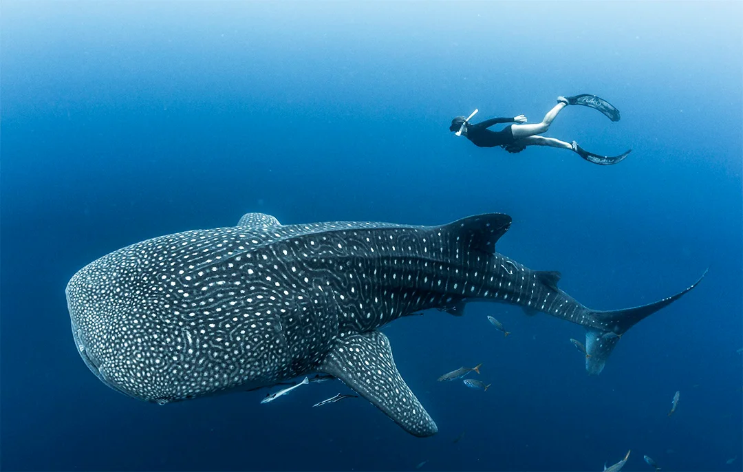 whale shark snorkeling Indonesia safari tour