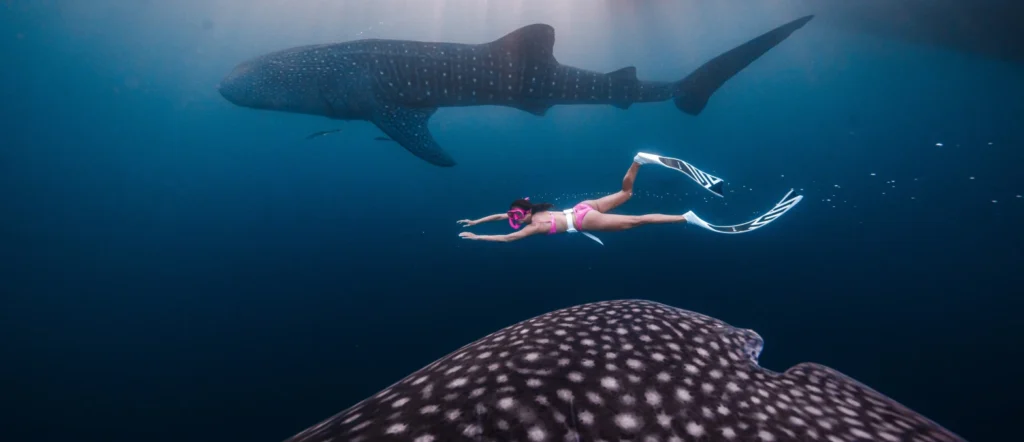 whale shark tours Indonesia full day