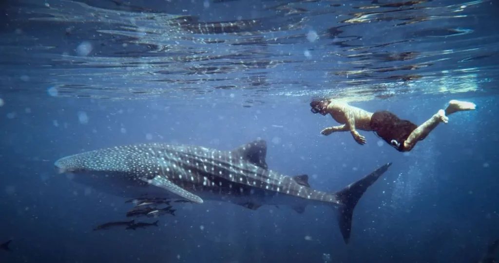 whale shark tours Indonesia full day