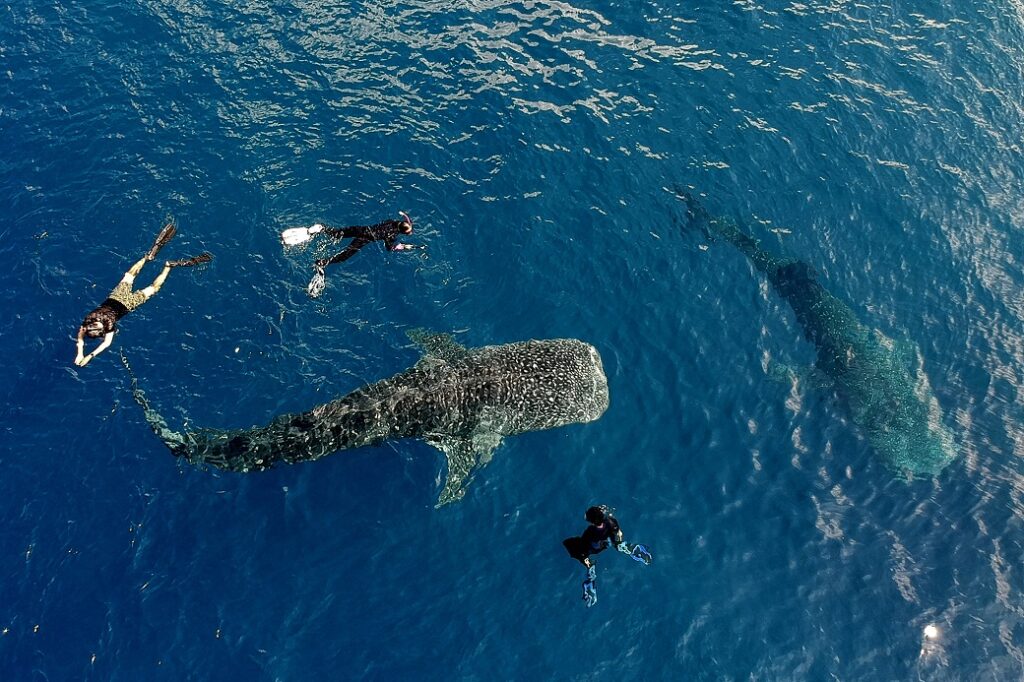 whale shark tours Indonesia photography