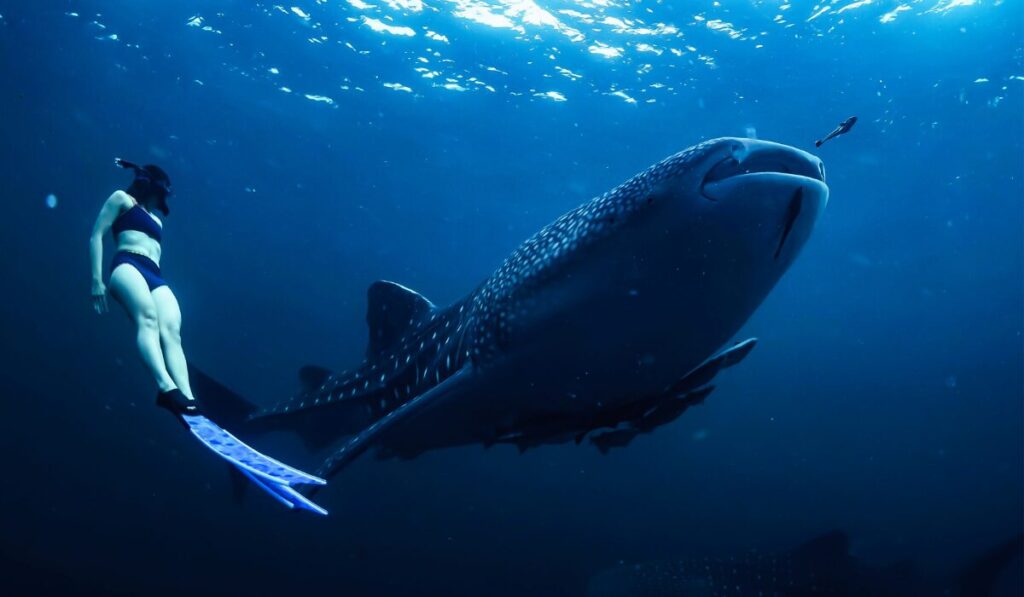 whale shark tours Indonesia photography