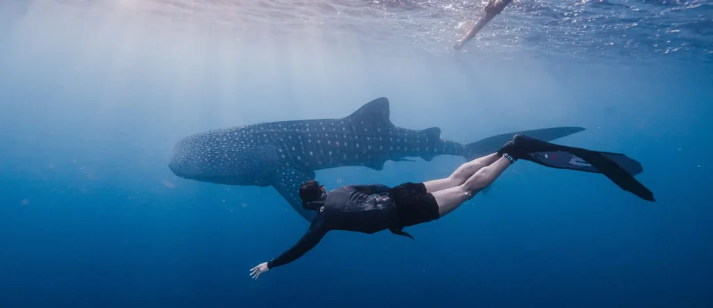 whale shark trip half day