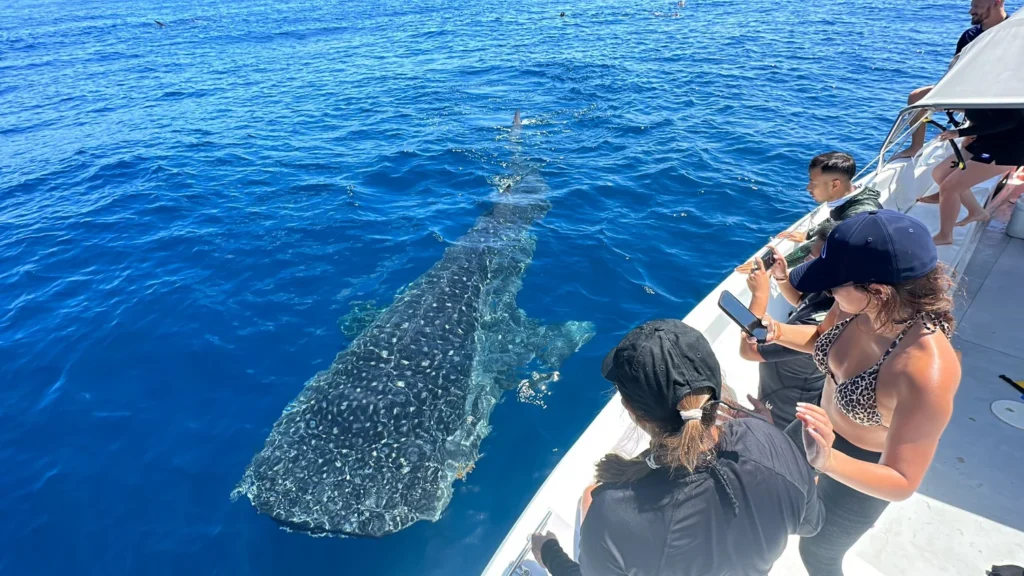 whale shark trip half day