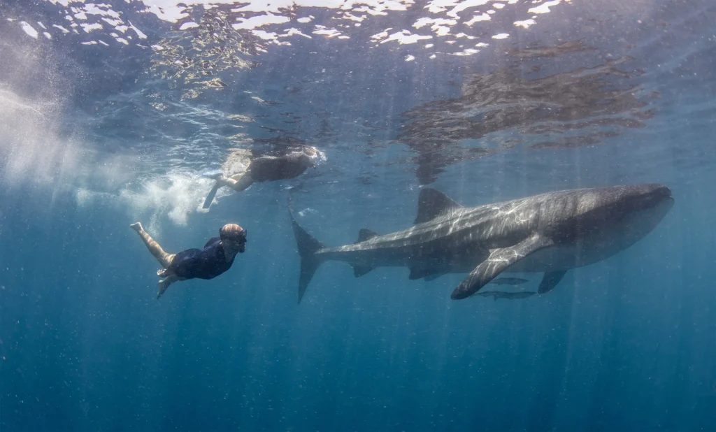 whale shark trip half day
