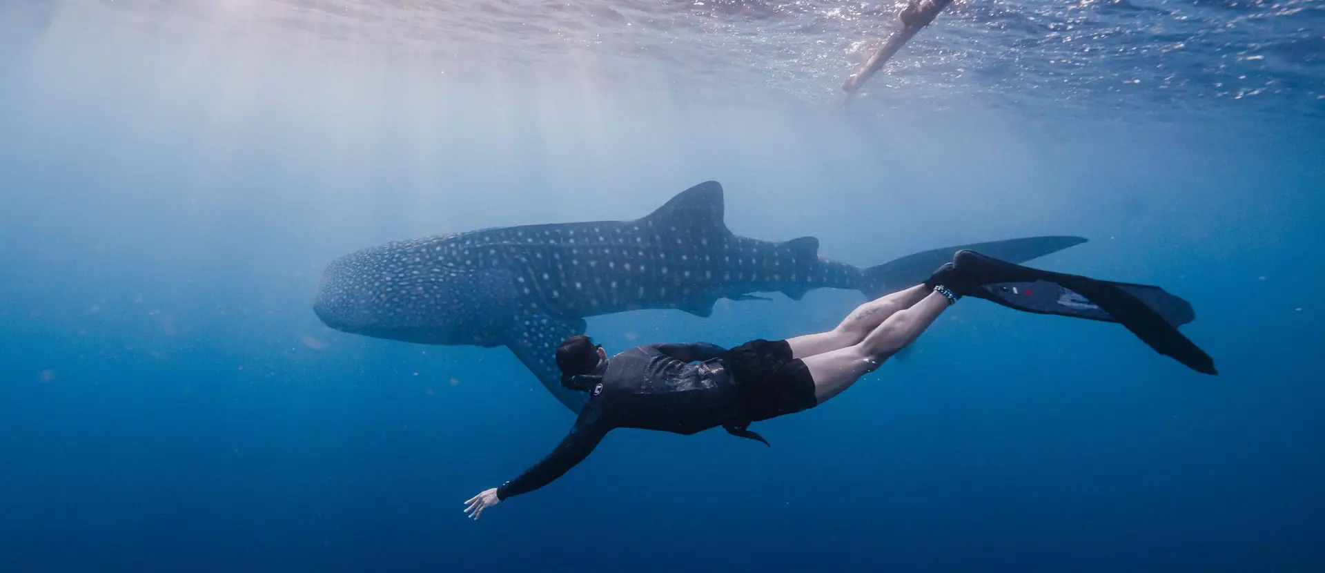 whale shark trip half day