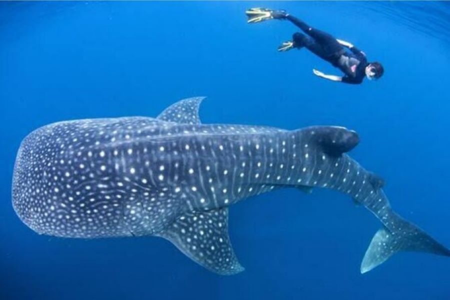 3 day snorkeling in Saleh Bay