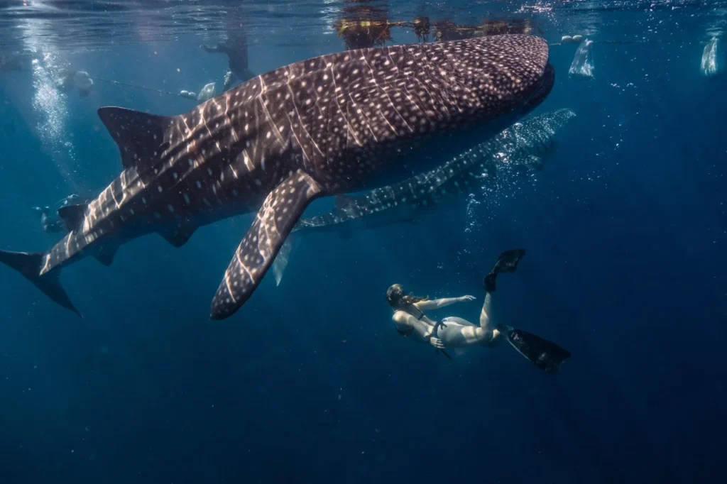 family friendly whale shark snorkeling Indonesia