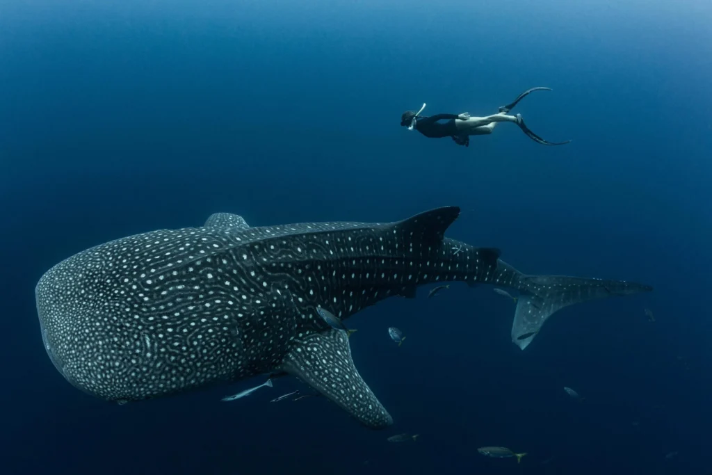 family friendly whale shark snorkeling Indonesia