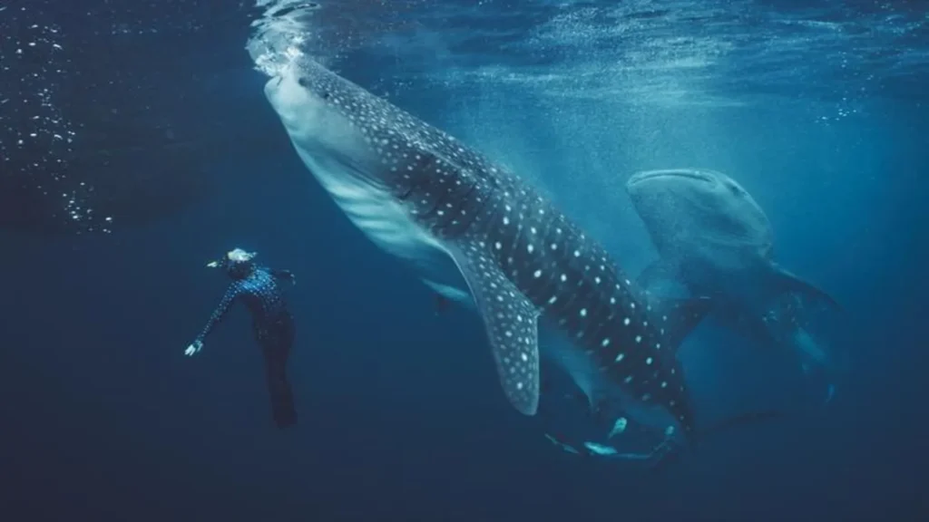 family friendly whale shark snorkeling Indonesia