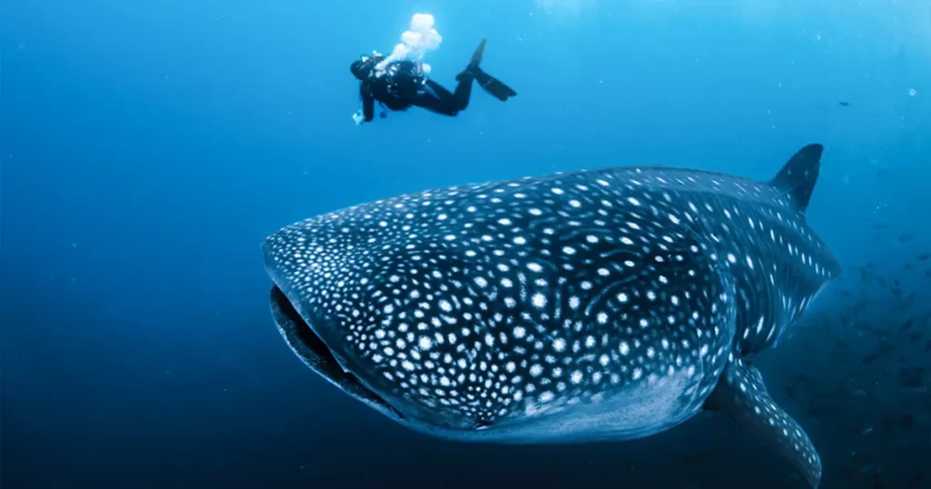 guided whale shark expedition
