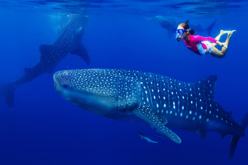 marine life swimming with whale sharks