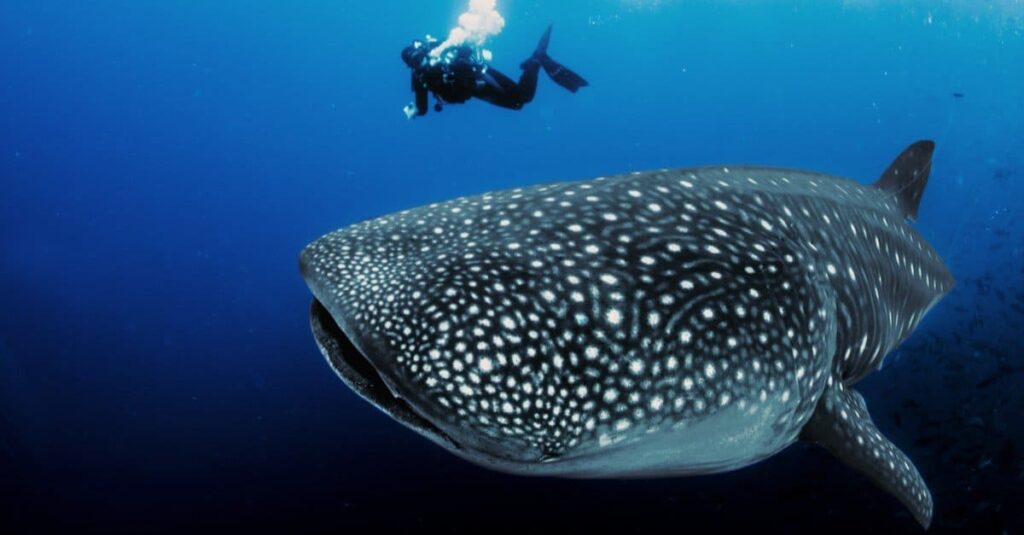 shallow water whale shark excursion