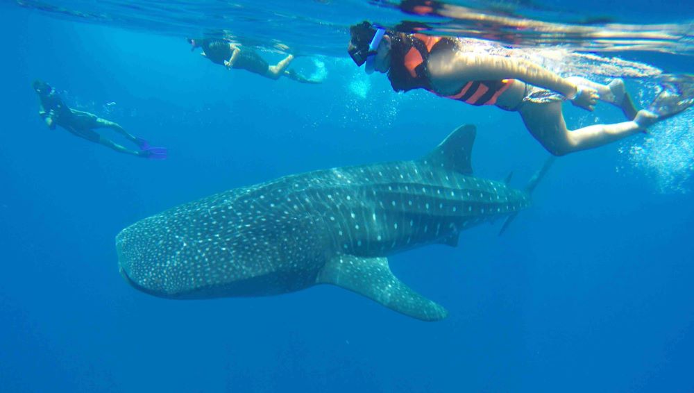 shallow water whale shark excursion