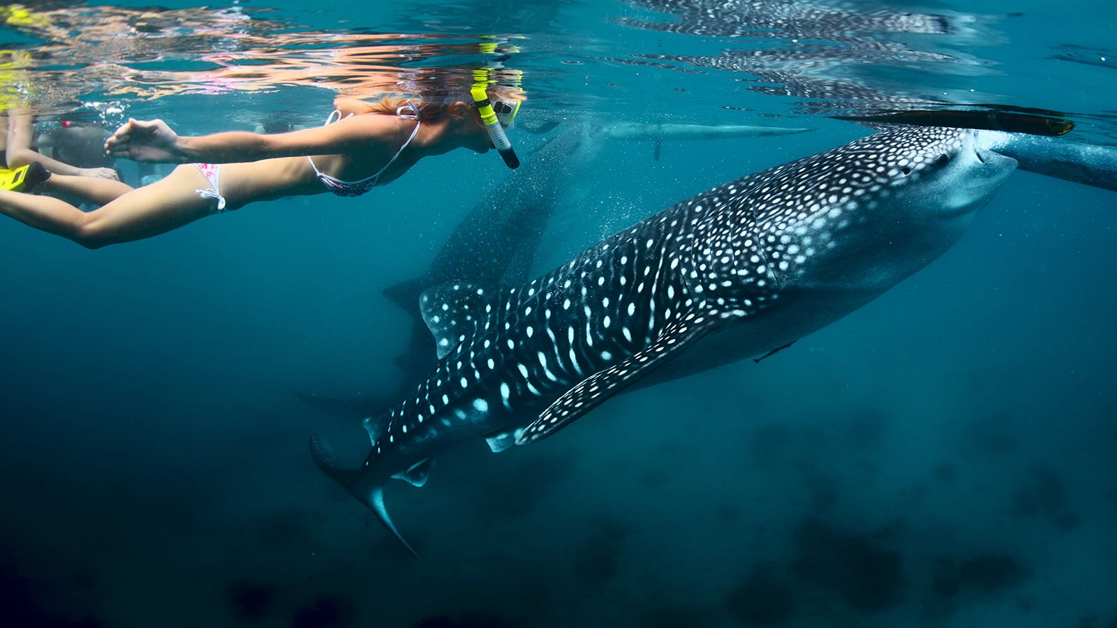 shallow water whale shark excursion