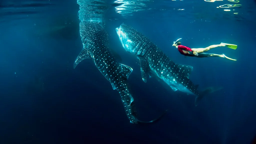 whale shark season Sumbawa deep water