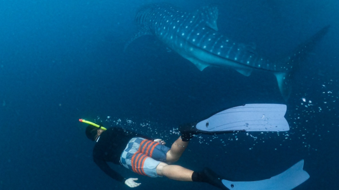 whale shark season Sumbawa deep water