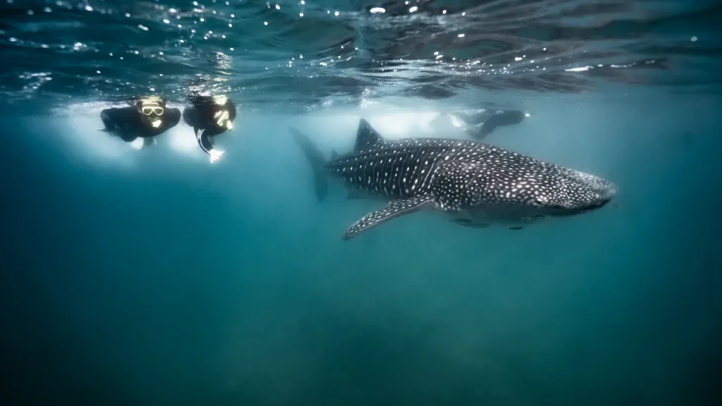 whale shark swimming safari
